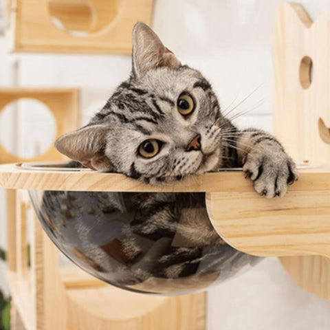 Gimnasio Para Gatos Gym Kitty Cat