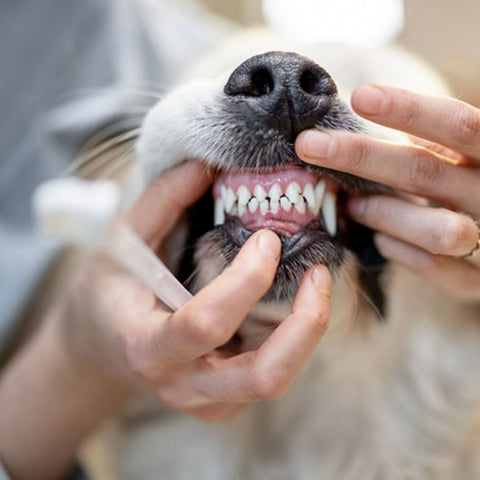 Pack Hygiene Dog
