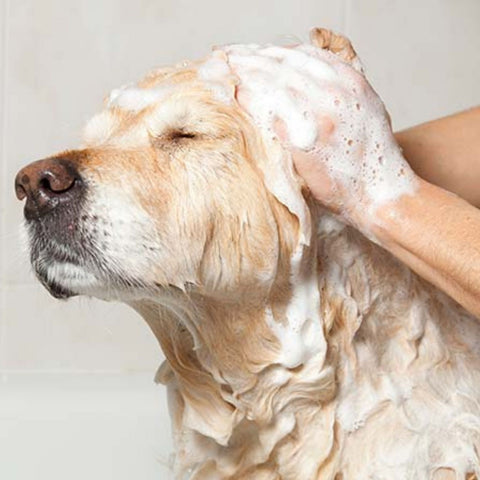 Pack Hygiene Dog