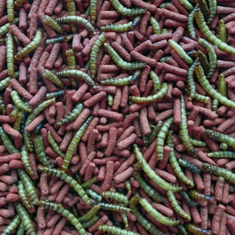 Alimento Completo Tropifit Para Erizos 300gr Petlandiachile
