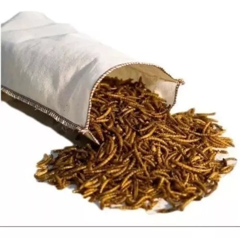 Tenebrios Deshidratados Snack Para Tortugas, Erizos 1 Kg