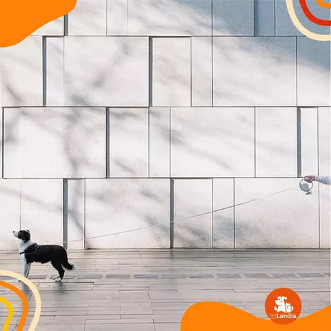 Correa Retráctil Con Luz Led Para Mascotas Recargable