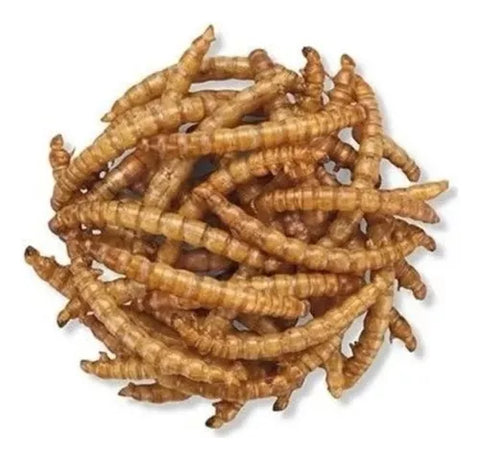 Tenebrios Deshidratados Snack Para Tortugas, Erizos 1 Kg