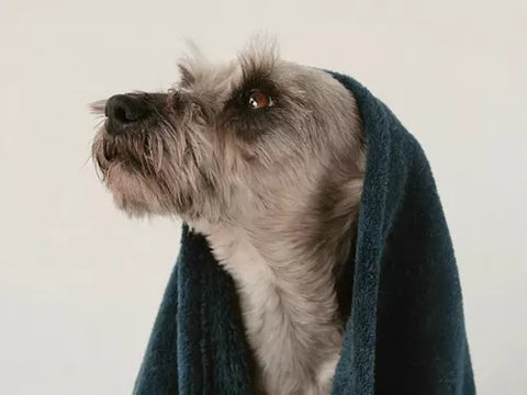 Shampoo Avena Y Miel 500ml Baño Mascota