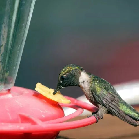 Bebedero Para Colibrí, Picaflor Ave, Pájaritos Jardín Cónico
