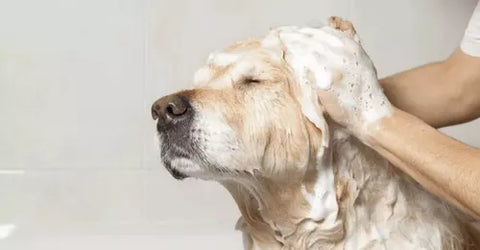 Shampoo Avena Y Miel 500ml Baño Mascota