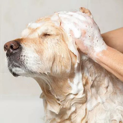 Shampoo Castañas Hidratación 500ml