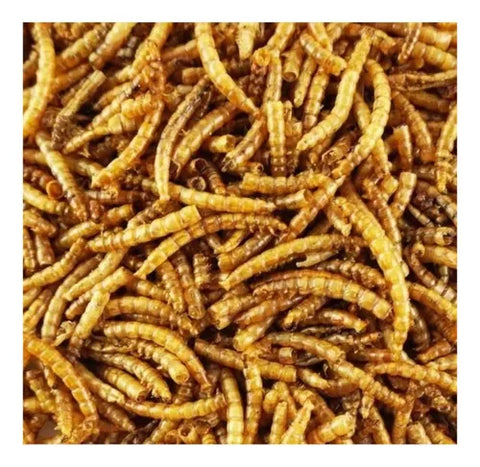 Tenebrios Deshidratados Snack Para Tortugas, Erizos 1 Kg