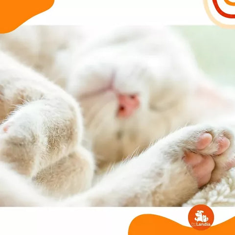 Calming Difusor Kit Calmante Para Mascotas
