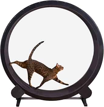 Rueda de Ejercicio para Gatos