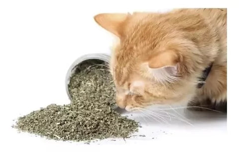 Hierba Seca Captnip Bioline 20gr Para Gato Relajante