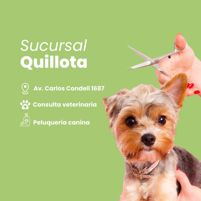 Quillota